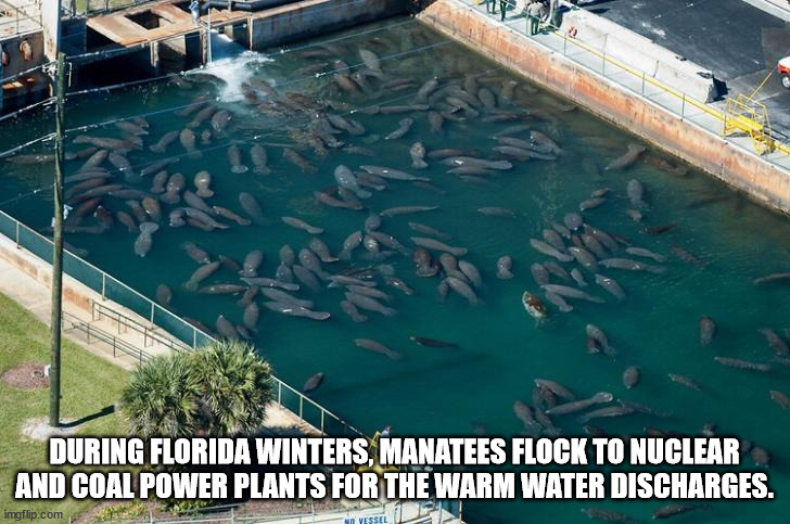 funny randoms - manatees power plant - During Florida Winters, Manatees Flock To Nuclear And Coal Power Plants For The Warm Water Discharges. imgflip.com Vessel