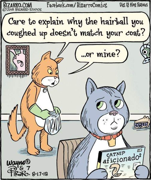 dank memes - cartoon - Bizarro.Com Facebook.comBizarroComics Care to explain why the hairball coughed up doesn't match your coat? you ...or mine? 2018 Bizarro Studios Dist. y King features WaynoB & 7 Pirro. 81718 Catnip aficionado & Turis