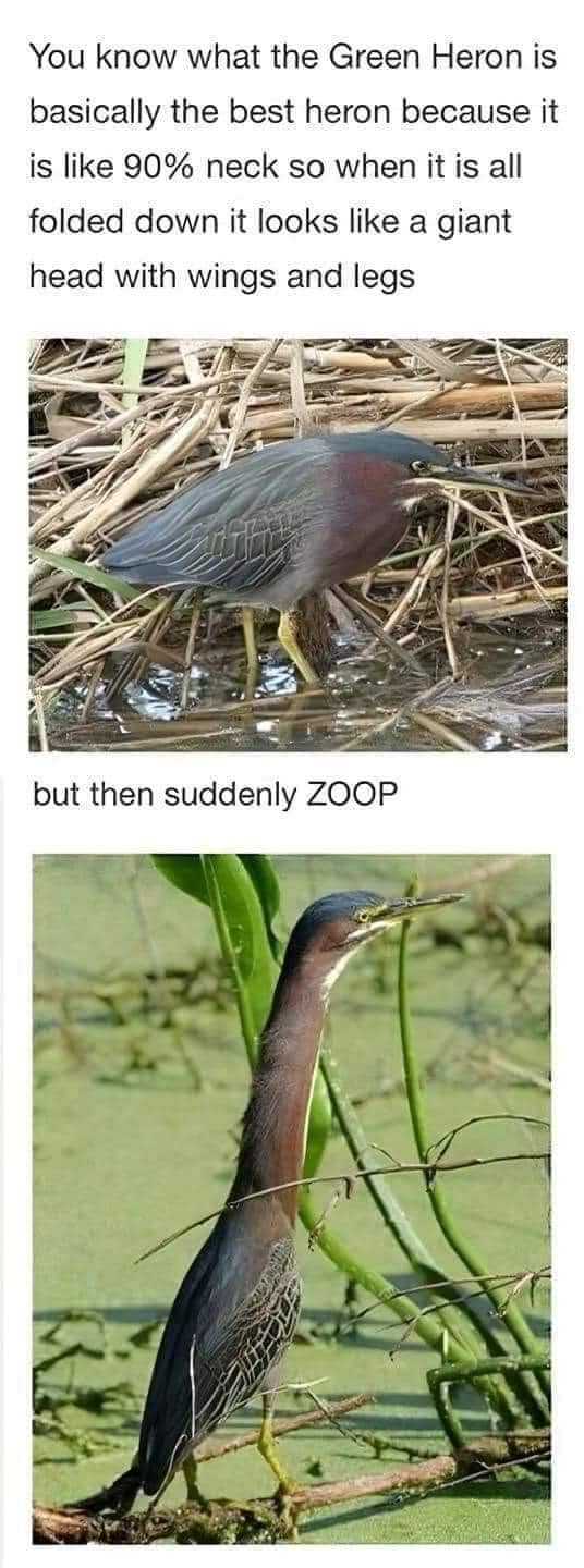 dank memes - green heron meme - You know what the Green Heron is basically the best heron because it is 90% neck so when it is all folded down it looks a giant head with wings and legs but then suddenly Zoop