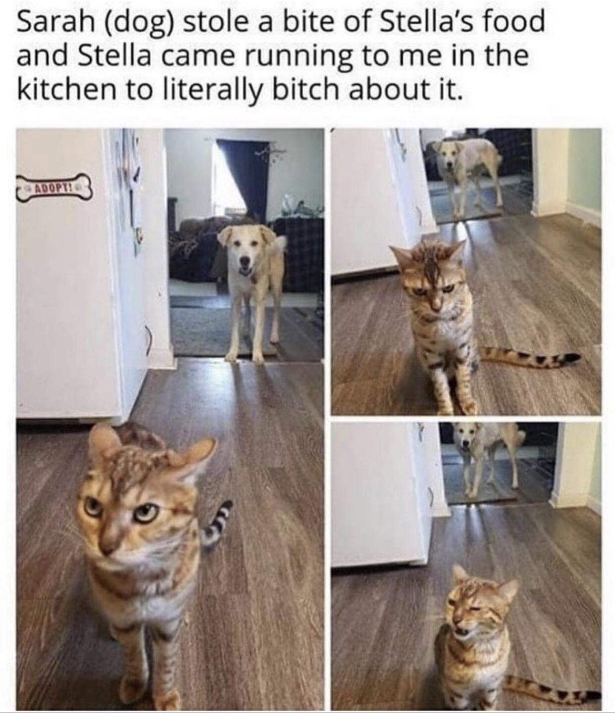 dank memes - Cat - Sarah dog stole a bite of Stella's food and Stella came running to me in the kitchen to literally bitch about it. Adopt!