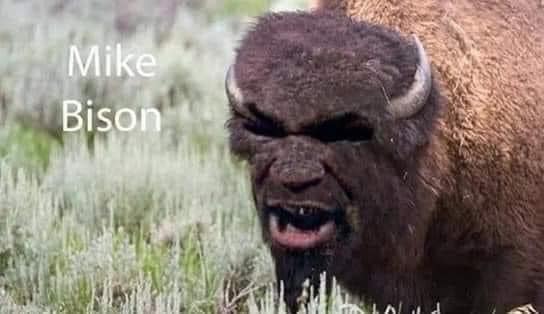 cool pics and funny memes -  muir woods national monument - Mike Bison