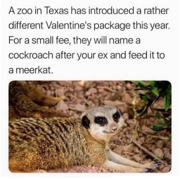 cool pics and funny memes -  bewerbung als verkäuferin - A zoo in Texas has introduced a rather different Valentine's package this year. For a small fee, they will name a cockroach after your ex and feed it to a meerkat.