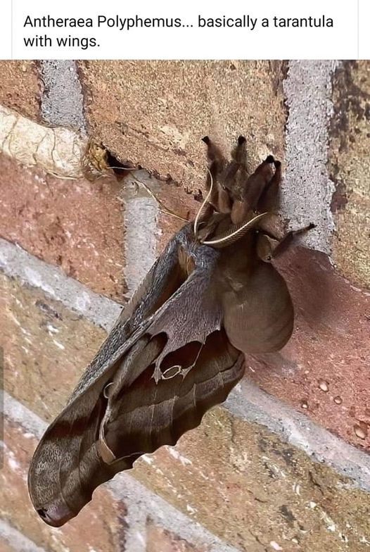 cool pics and funny memes -  antheraea polyphemus - Antheraea Polyphemus... basically a tarantula with wings.