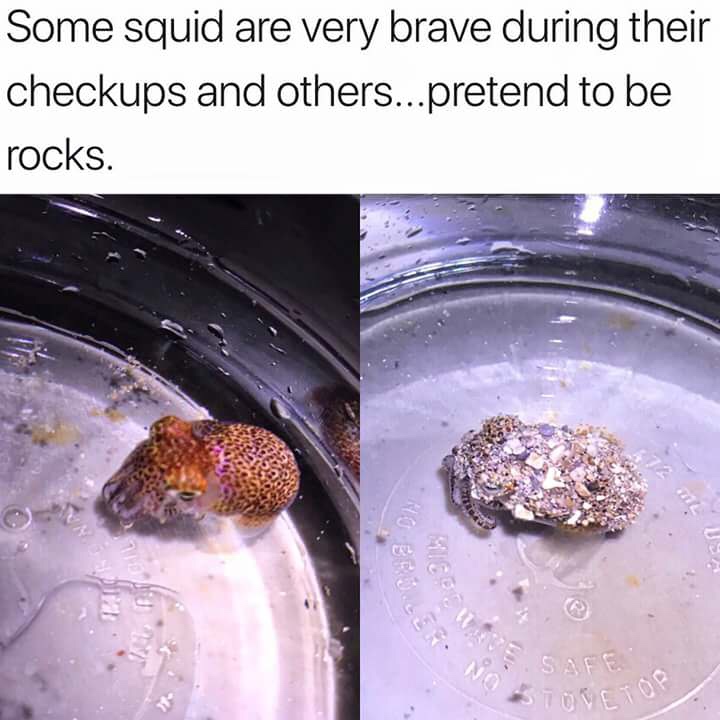 cool pics and funny memes -  octopus pretends to be rock - Some squid are very brave during their checkups and others...pretend to be rocks. 17 No Praler Hierd E Safe No Ml Stovetop Hall