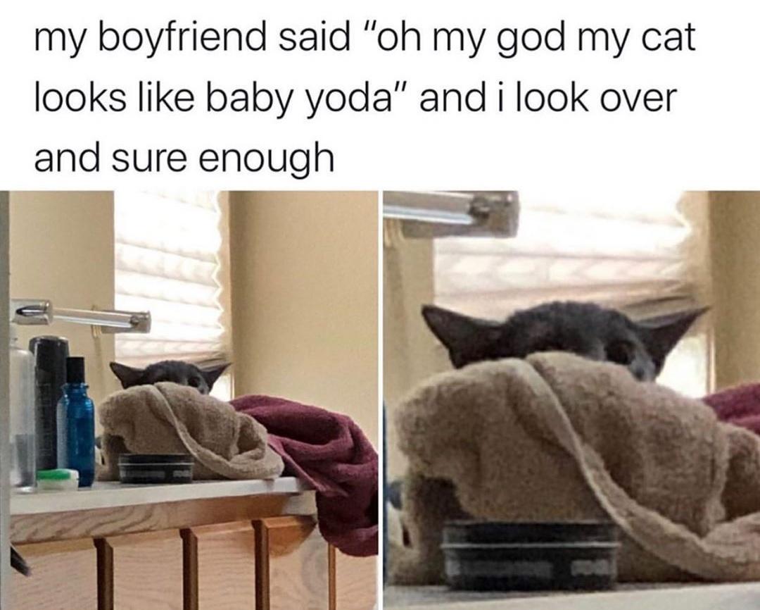 cool pics and funny memes -  my cat looks like baby yoda meme - my boyfriend said "oh my god my cat looks baby yoda" and i look over and sure enough