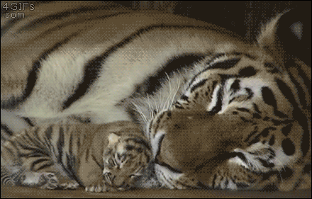 cool pics and funny memes -  tiger and cub gif - 4GIFS .com