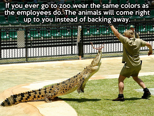 funny memes and pics -  steve irwin - If you ever go to zoo wear the same colors as the employees do. The animals will come right up to you instead of backing away.