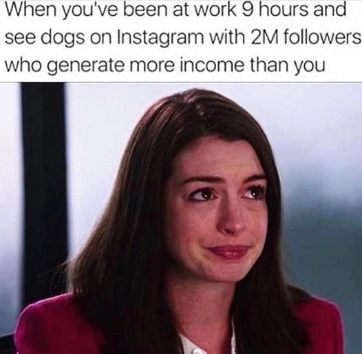 random pics and memes - dark dank memes - When you've been at work 9 hours and see dogs on Instagram with 2M ers who generate more income than you