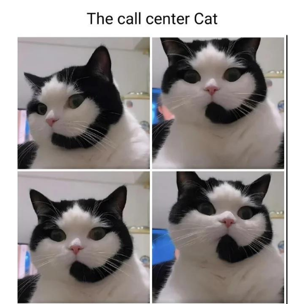 random pics and memes - whiskers - The call center Cat
