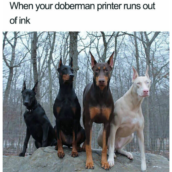 random pics and memes - bradgate house - When your doberman printer runs out of ink