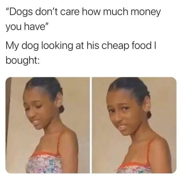 random pics and memes - head - "Dogs don't care how much money you have" My dog looking at his cheap food I bought