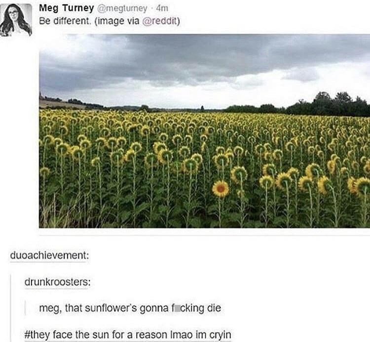 random pics and memes - sunflower facing the wrong way - Meg Turney .4m Be different. image via duoachievement drunkroosters meg, that sunflower's gonna ficking die face the sun for a reason Imao im cryin