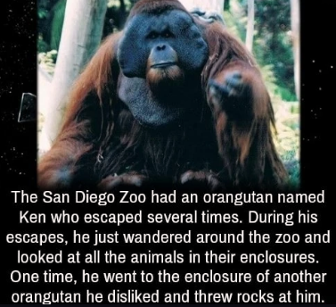 random pics and memes - san diego zoo meme - The San Diego Zoo had an orangutan named Ken who escaped several times. During his escapes, he just wandered around the zoo and looked at all the animals in their enclosures. One time, he went to the enclosure 