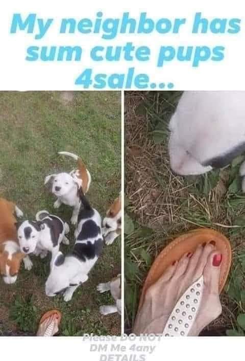 monday morning randomness - fauna - My neighbor has sum cute pups 4sale... Please Do Not Dm Me 4any Details