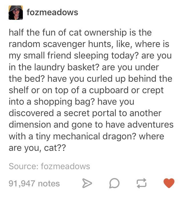 monday morning randomness - document - fozmeadows half the fun of cat ownership is the random scavenger hunts, , where is my small friend sleeping today? are you in the laundry basket? are you under the bed? have you curled up behind the shelf or on top o