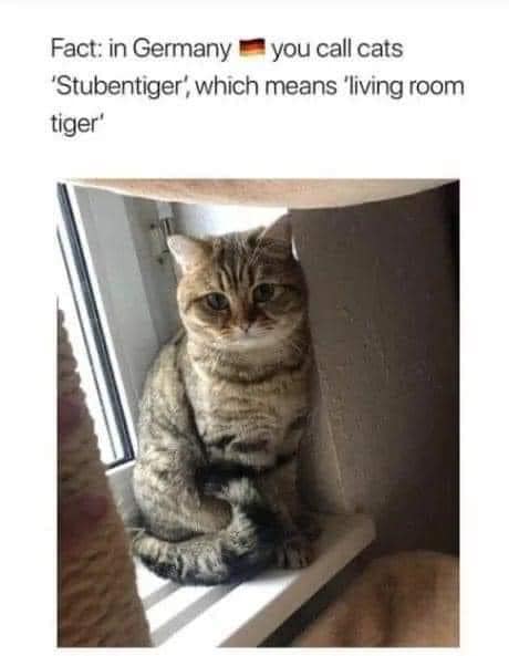 funny memes and pics - do you say cat in german - Fact in Germany you call cats 'Stubentiger', which means 'living room tiger'