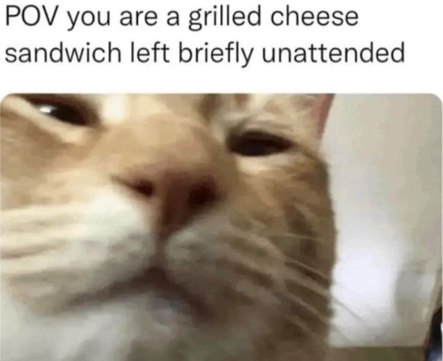 funny memes and pics - photo caption - Pov you are a grilled cheese sandwich left briefly unattended