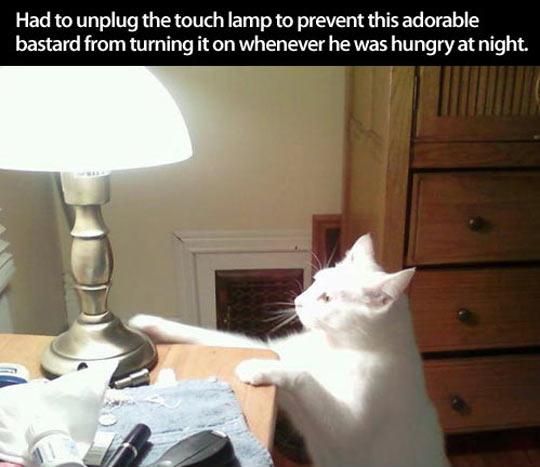 fresh memes - photo caption - Had to unplug the touch lamp to prevent this adorable bastard from turning it on whenever he was hungry at night.