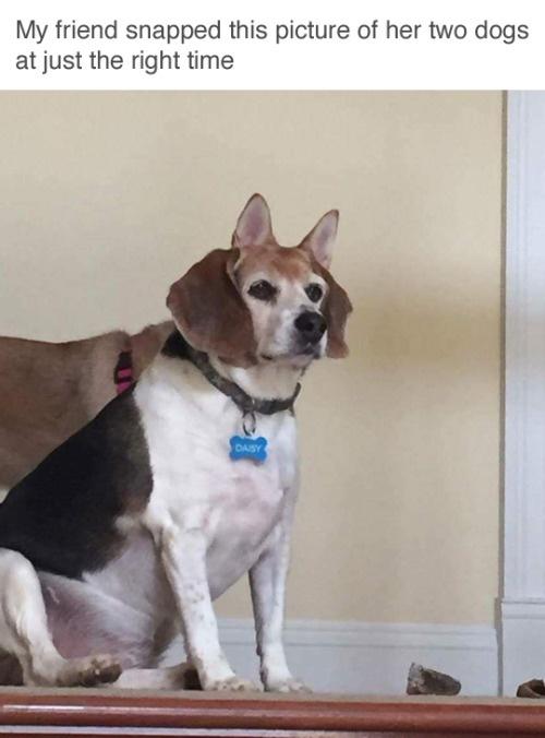 fresh memes - temmie undertale irl - My friend snapped this picture of her two dogs at just the right time Daisy