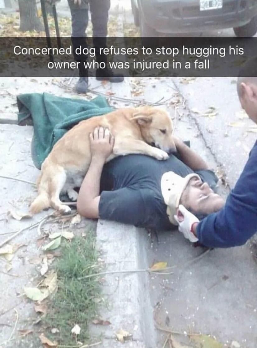 funny memes and cool pics - dog - Concerned dog refuses to stop hugging his owner who was injured in a fall