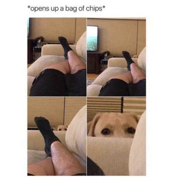 funny memes and cool pics - dog - opens up a bag of chips