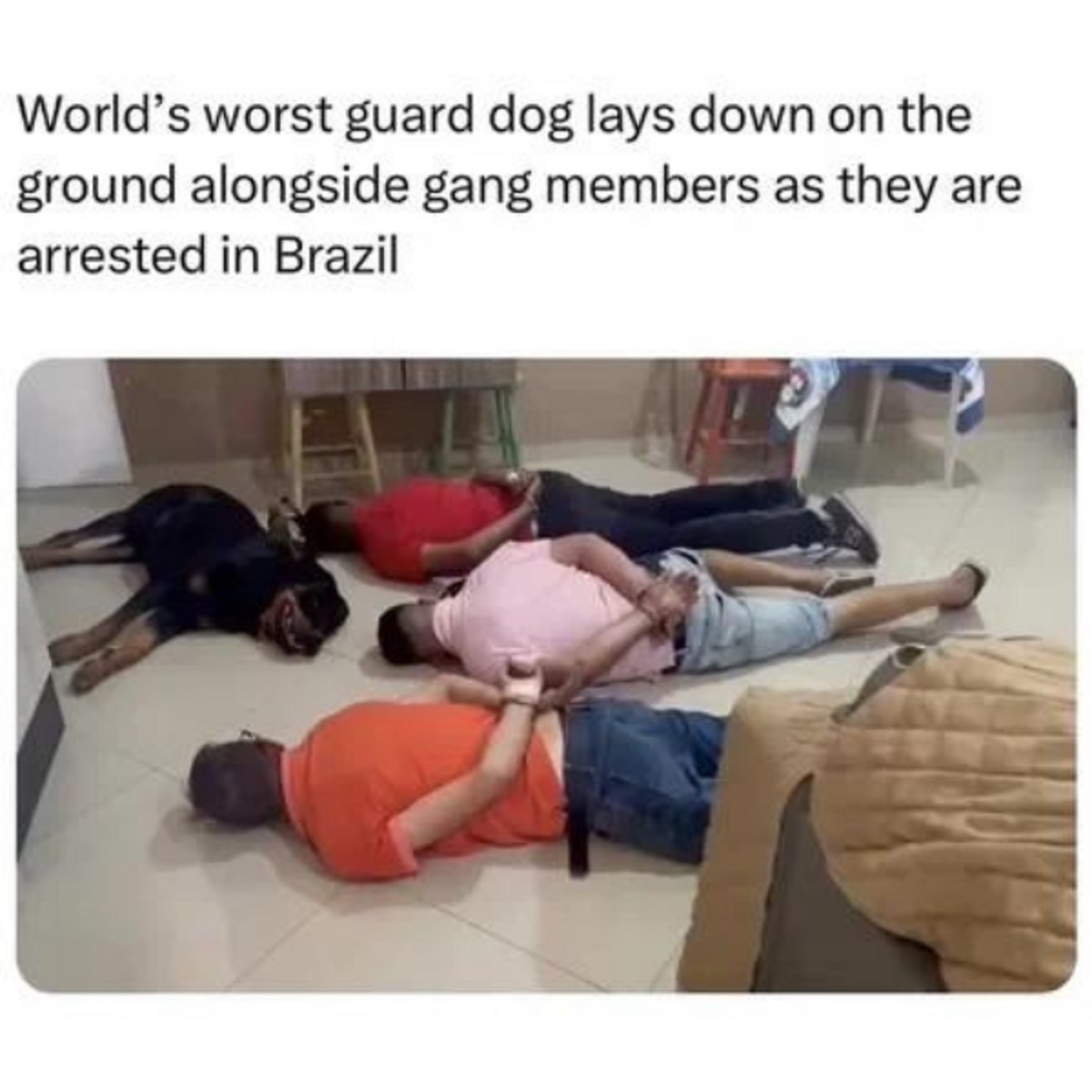 World's worst guard dog lays down on the ground alongside gang members as they are arrested in Brazil