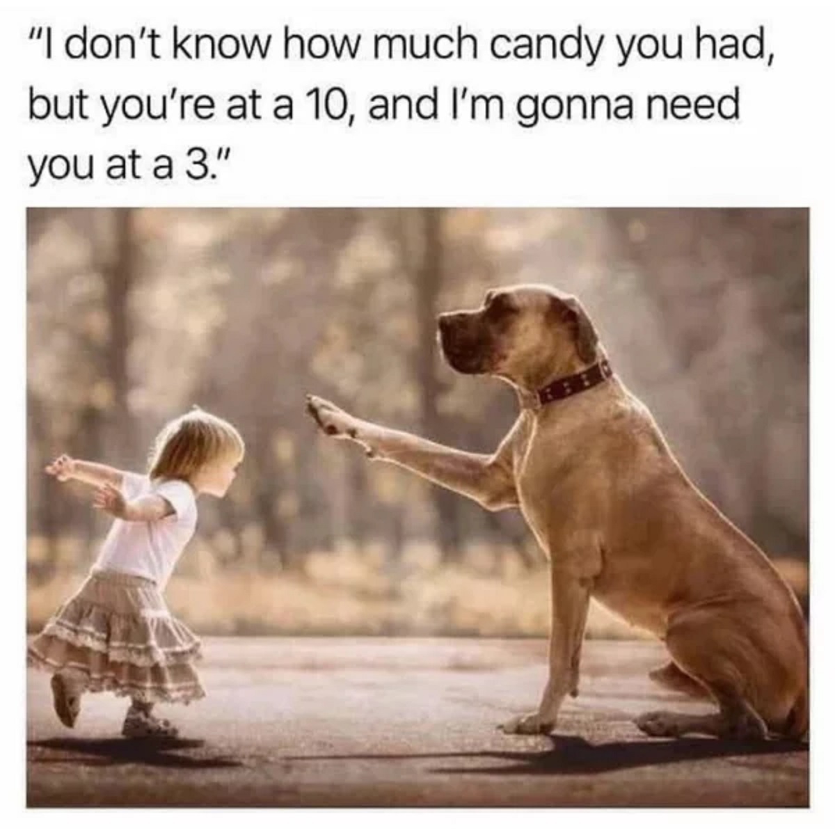 dogs and kids - "I don't know how much candy you had, but you're at a 10, and I'm gonna need you at a 3."