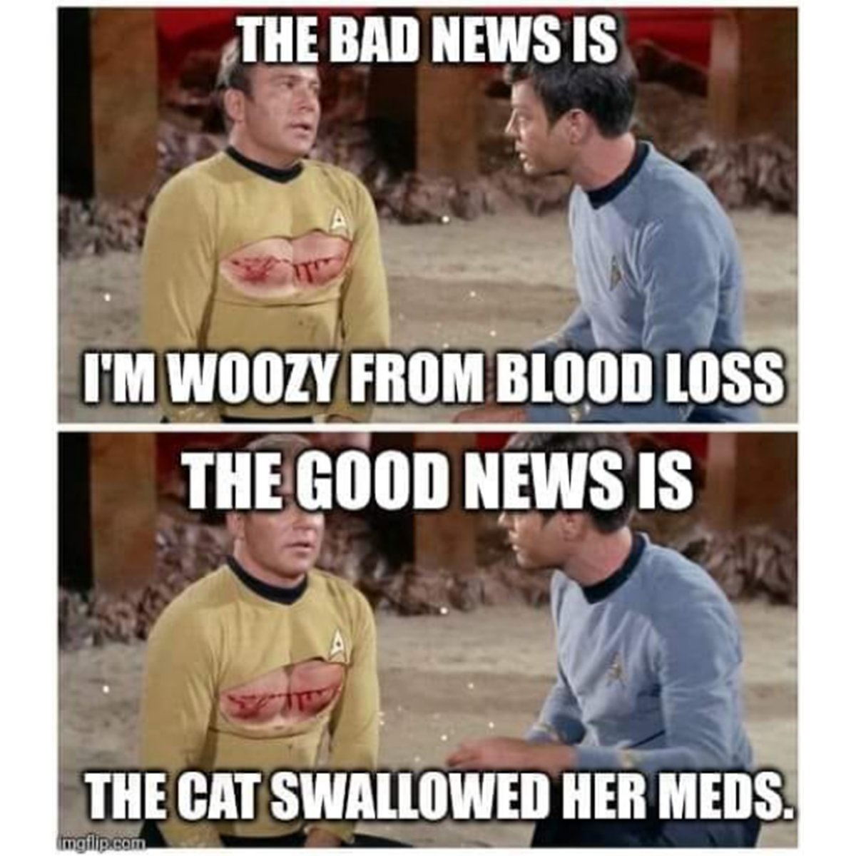 photo caption - The Bad News Is I'M Woozy From Blood Loss The Good News Is The Cat Swallowed Her Meds. mglip.com