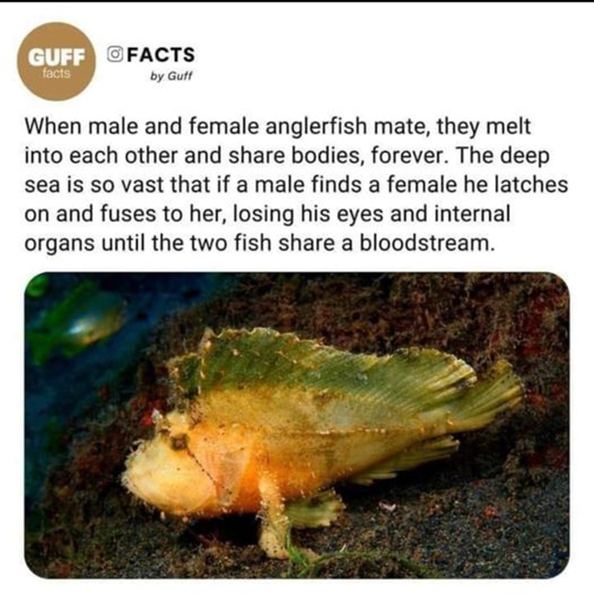 true toad - Guff Facts facts by Guff When male and female anglerfish mate, they melt into each other and bodies, forever. The deep sea is so vast that if a male finds a female he latches on and fuses to her, losing his eyes and internal organs until the t