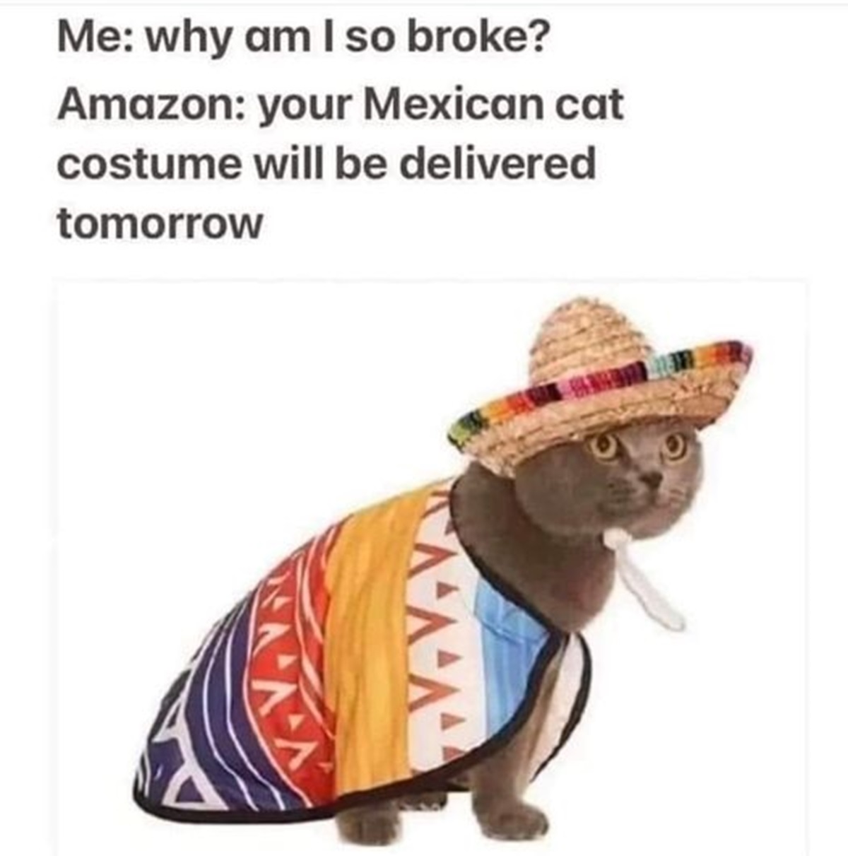 mexican cat costume meme - Me why am I so broke? Amazon your Mexican cat costume will be delivered tomorrow