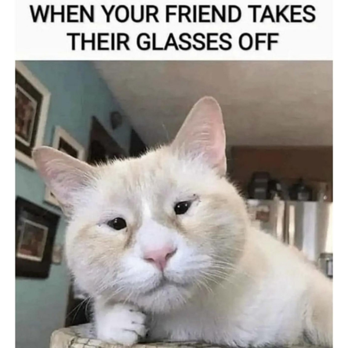 cat takes off glasses - When Your Friend Takes Their Glasses Off