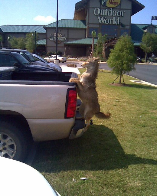 A TAXIDERMIST STUFFED THIS DOG AND MOUNTED IT TO THE BACK OF HIS TRUCK AS A JOKE!!