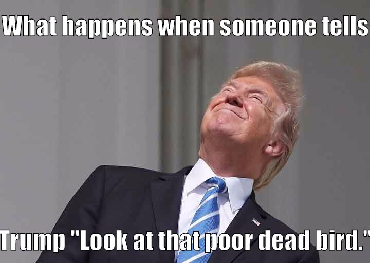 What happens when someone tells Trump to "Look at the poor dead bird."