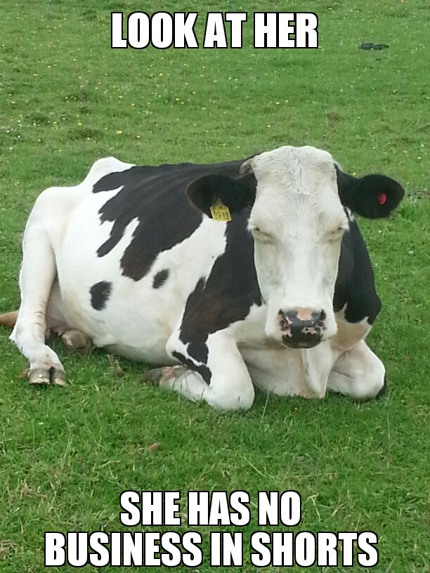 Cow with a bad attitude