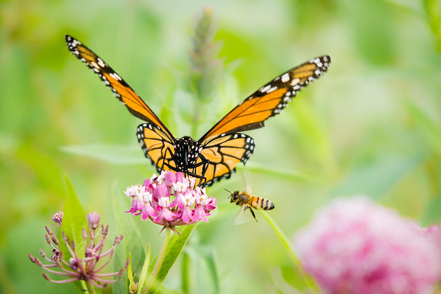 butterfly charity in USA