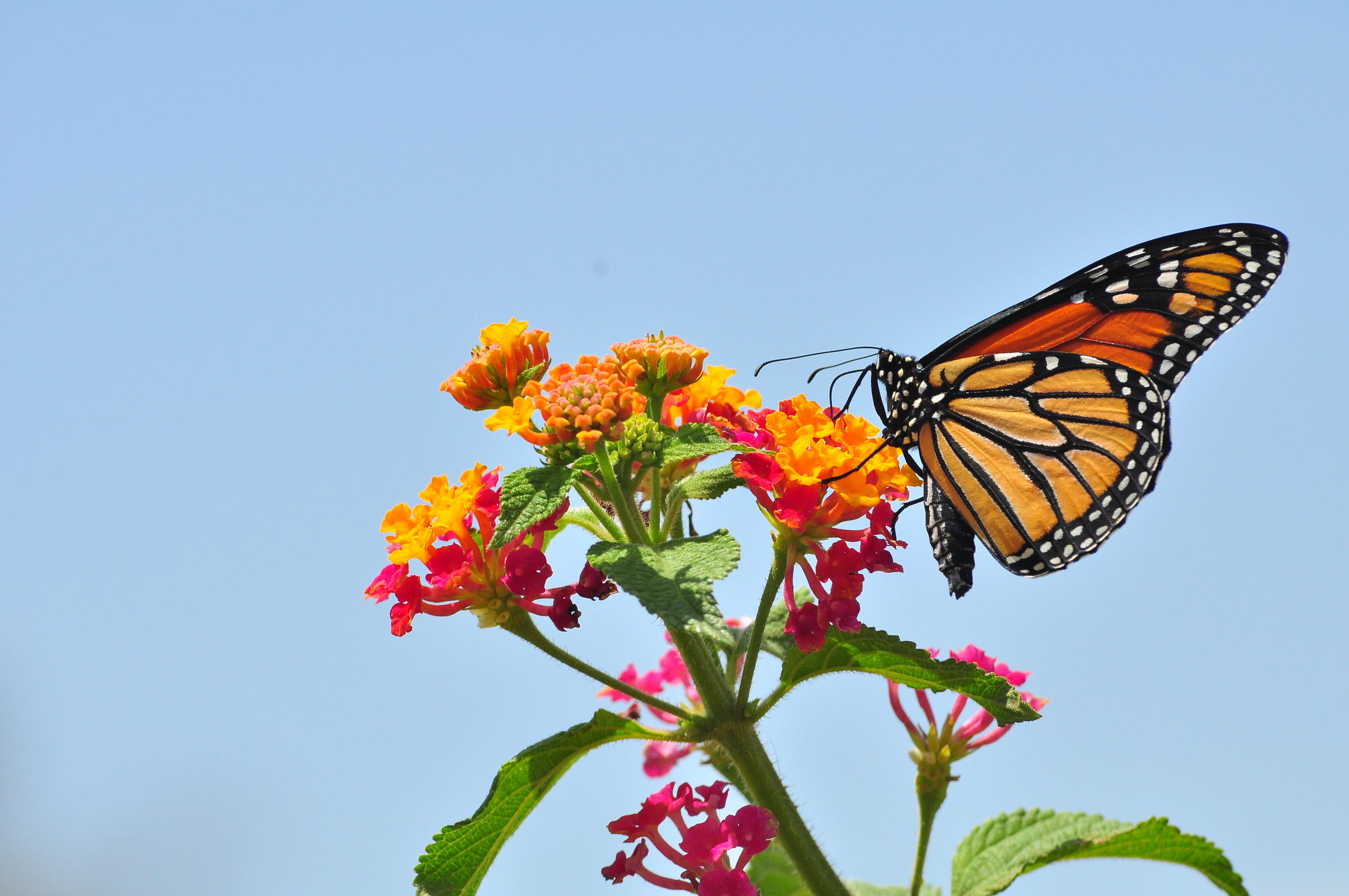 Butterfly charity in USA - hplcco