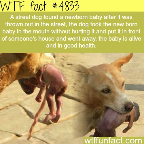 wtf facts - dog saves baby - Wtf fact A street dog found a newborn baby after it was thrown out in the street, the dog took the new born baby in the mouth without hurting it and put it in front of someone's house and went away, the baby is alive and in go