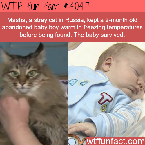 wtf facts - wtf facts about babies - Wtf fun fact Masha, a stray cat in Russia, kept a 2month old, abandoned baby boy warm in freezing temperatures before being found. The baby survived. wtffunfact.com