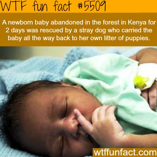 wtf facts - kenyan babies - Wtf fun fact A newborn baby abandoned in the forest in Kenya for 2 days was rescued by a stray dog who carried the baby all the way back to her own litter of puppies. wtffunfact.com