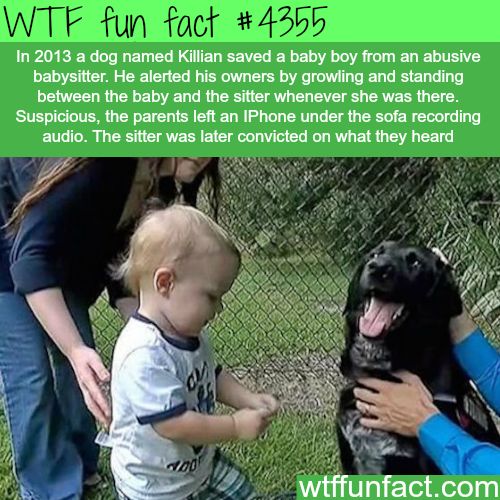 wtf facts - dog named killian - Wtf fun fact In 2013 a dog named Killian saved a baby boy from an abusive babysitter. He alerted his owners by growling and standing between the baby and the sitter whenever she was there. Suspicious, the parents left an IP