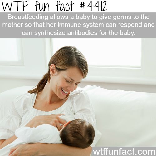 wtf facts - wtf fun facts about babies - Wtf fun fact Breastfeeding allows a baby to give germs to the mother so that her immune system can respond and can synthesize antibodies for the baby. wtffunfact.com
