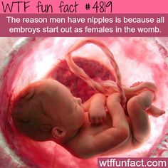 wtf facts - pregnant women womb - Wtf fun fact The reason men have nipples is because all embroys start out as females in the womb. wtffunfact.com