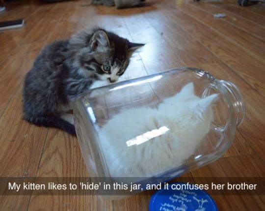 invisible wall between us - My kitten to 'hide in this jar, and it confuses her brother