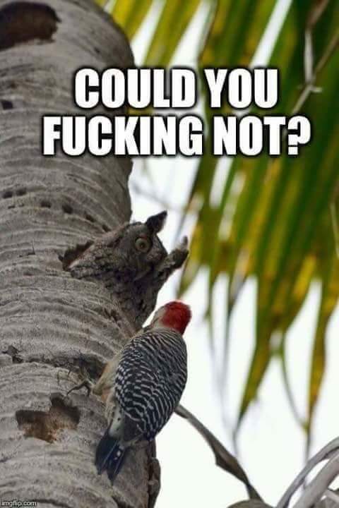 woodpecker owl meme - Could You Fucking Not? imgain.com