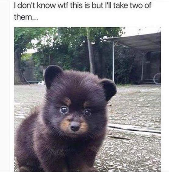 dog that looks like a baby bear - I don't know wtf this is but I'll take two of them...