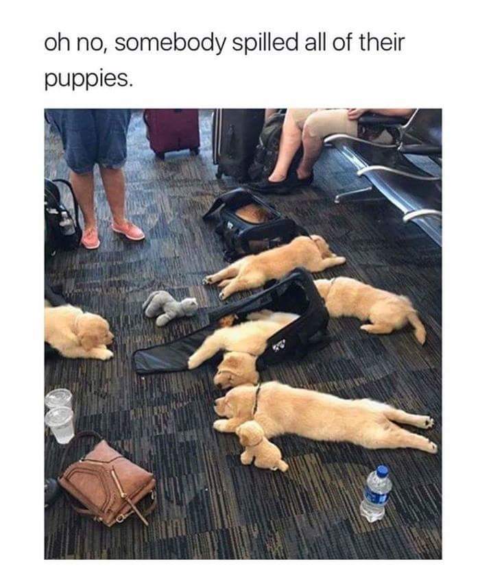 oh no someone spilled their puppies - oh no, somebody spilled all of their puppies.