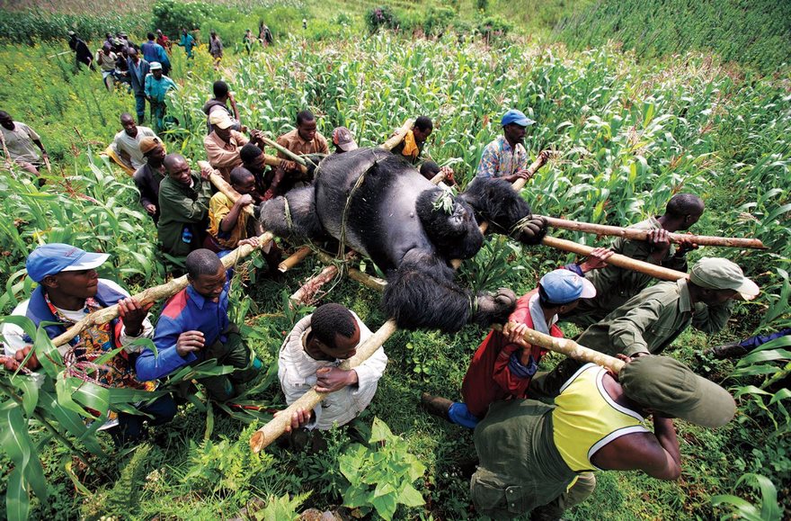 Gorilla In The Congo, Brent Stirton, 2007. Senkwekwe the silverback mountain gorilla weighed at least 500 pounds when his carcass was strapped to a makeshift stretcher, and it took more than a dozen men to hoist it into the air. Brent Stirton captured the scene while in ­Virunga National Park in the Democratic Republic of Congo. ­Senkwekwe and several other gorillas were shot dead as a violent conflict engulfed the park, where half the world’s critically endangered mountain gorillas live. When Stirton photographed residents and park rangers respectfully carrying Senkwekwe out of the forest in 2007, the park was under siege by people illegally harvesting wood to be used in a charcoal industry that grew in the wake of the Rwandan genocide. In the photo, Senkwekwe looks huge but vaguely human, a reminder that conflict in Central Africa affects more than just the humans caught in its cross fire; it also touches the region’s environment and animal inhabitants. Three months after Stirton’s photograph was published in Newsweek, nine African countries—including Congo—signed a legally binding treaty to help protect the mountain gorillas in Virunga.