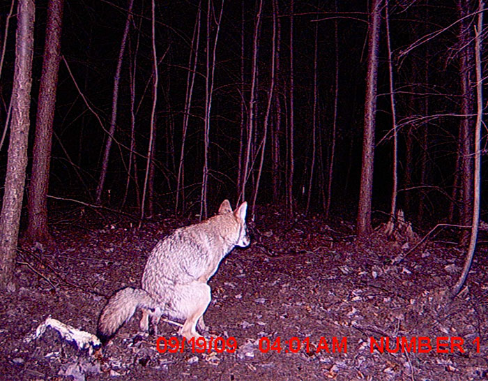 trail cam funny pictures from trail cameras