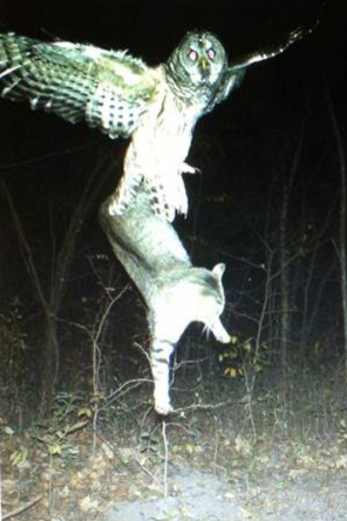 trail cam owl picking up cat