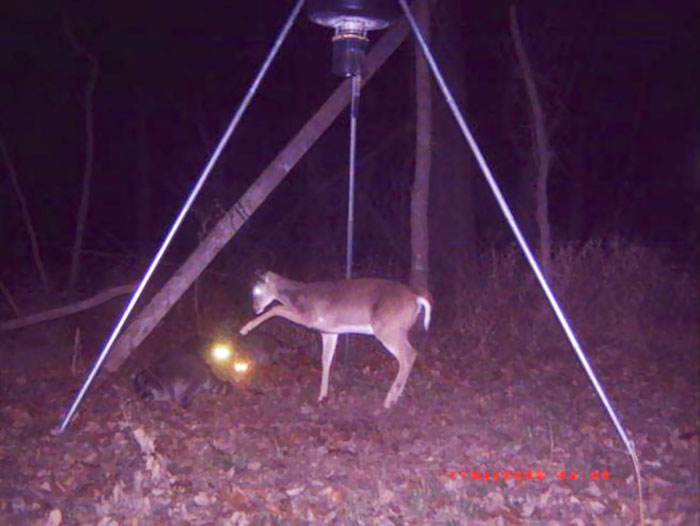 trail cam weird things caught on trail cams